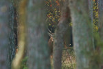 Edelhert tussen bomen, Veluwe